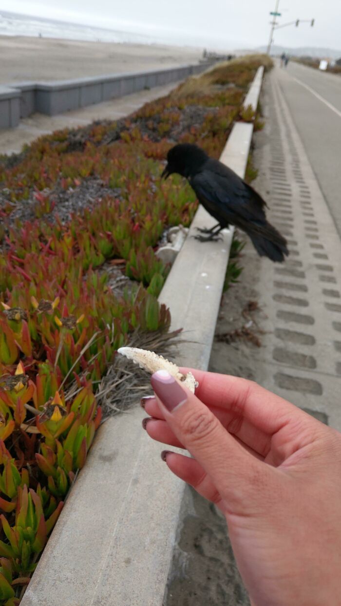 Crow gifted person a crab claw