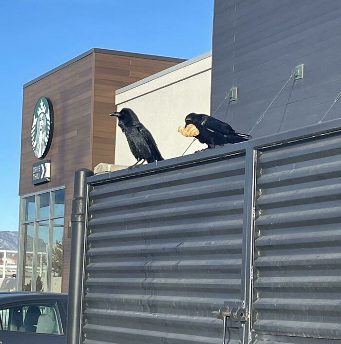 Crows standing on fence and one crow have croissant