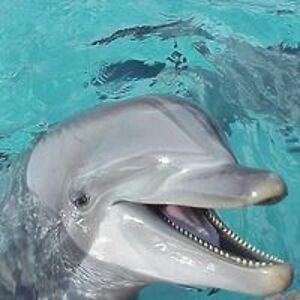 sndbtwnmytoes684 avatar