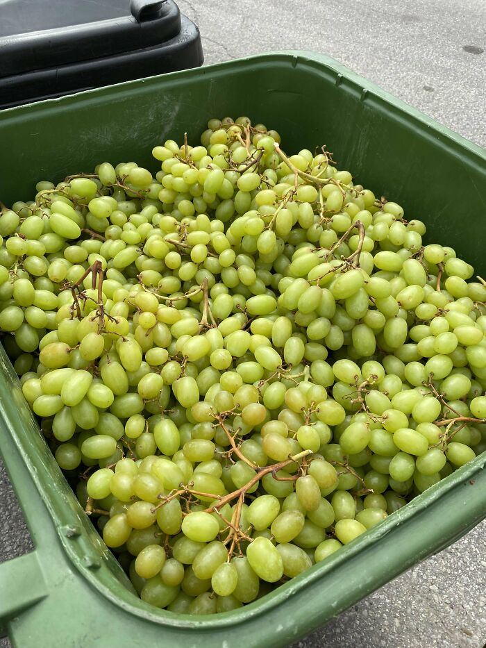 3 Bins Of Fresh Sweet & Tasty Grapes 