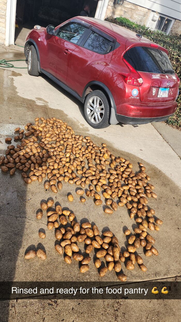 Aldi Had Half A Dumpster Full Of Potatoes. Seems Some Got Smashed From A Shipping Issue So They Threw The Whole Pallet Out. I Grabbed As Many As I Could Fit In My Trunk