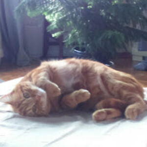 castrinecubique avatar