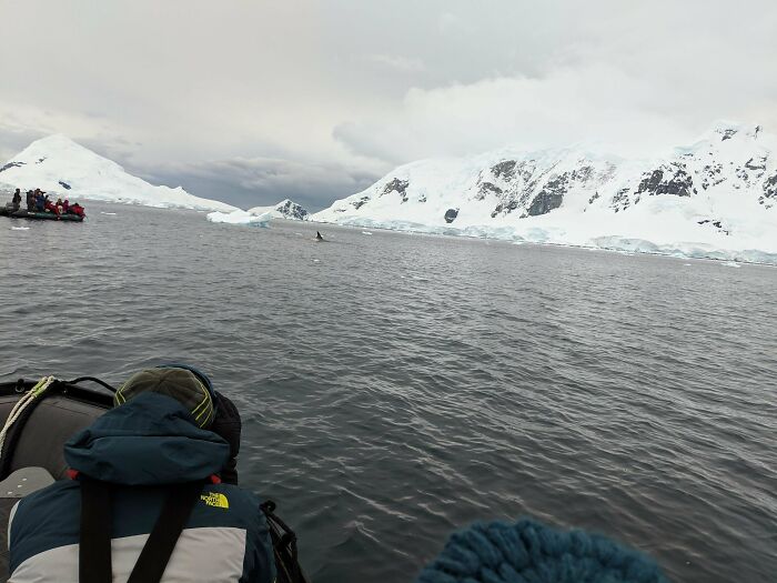During Our Trip To Antarctica. We Were On A Zodiac When We Saw A Pod Of Orcas Chasing A Whale In The Channel