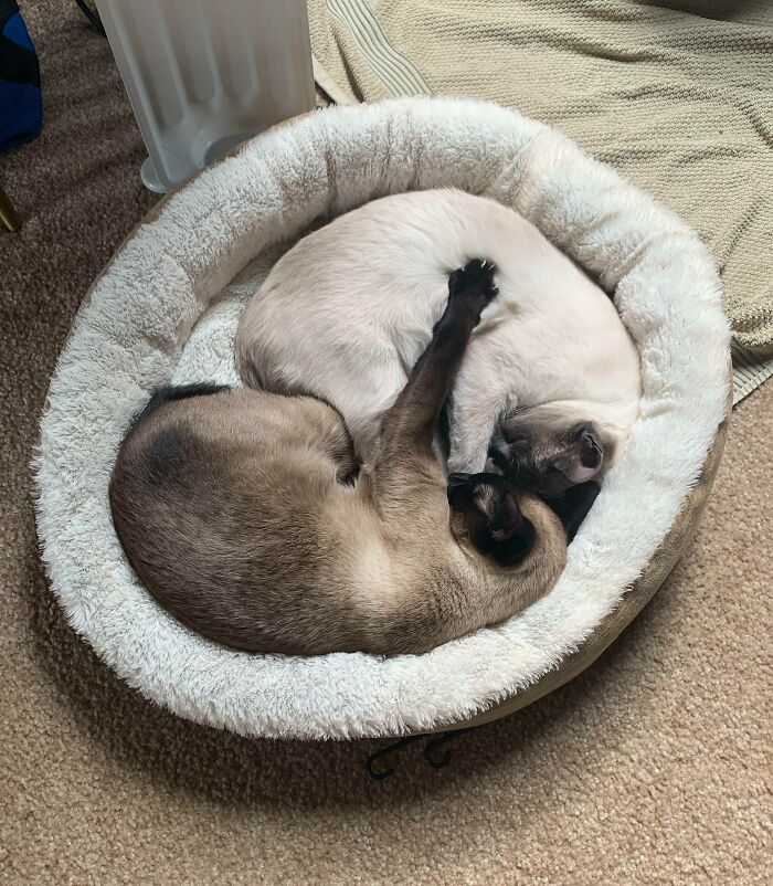 My Girlfriend’s Siamese Cats Sleep Together Like This All The Time