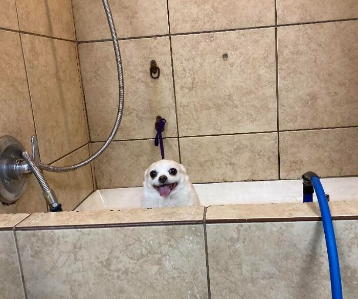 I Work As A Dog Groomer And Got This Absolute Gem Of A Picture. I Laugh Every Time I See It