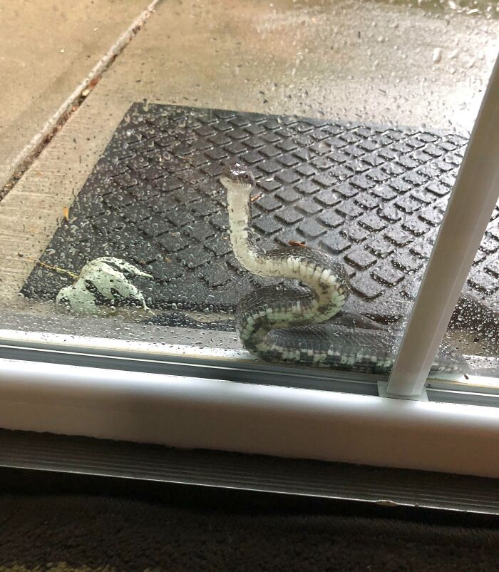 This Snake Visiting My Parents' House