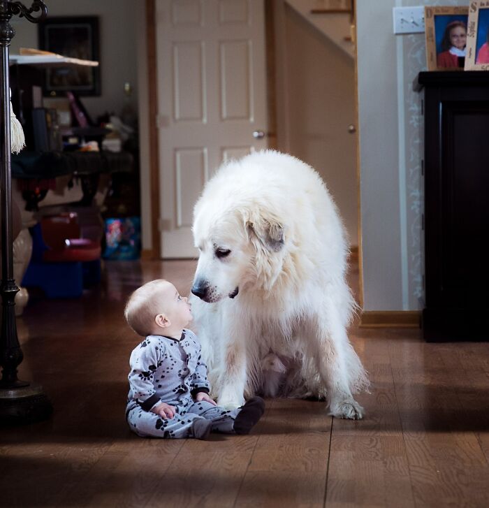 My 7-Month-Old Son Was Sitting Playing When My Wife's Great Pyreneese Walked Up And Sat Beside Him. One Of The Greatest Moments