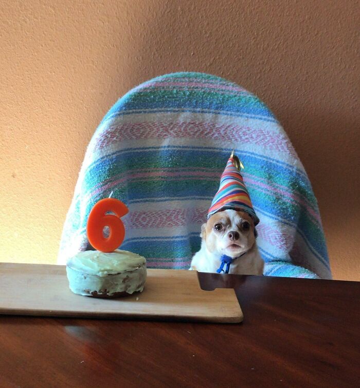 My Girlfriend's Dog Turned 6 The Other Day