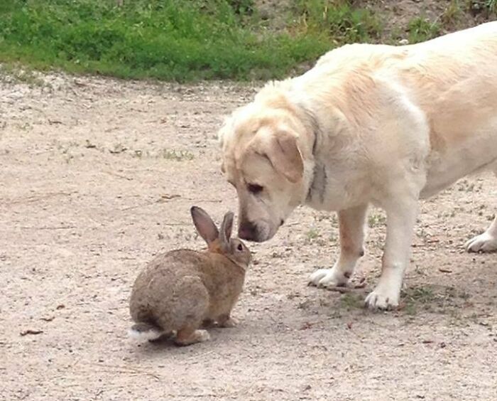 A Wild Rabbit Has Been Coming Around My Parents' House The Last Few Weeks. He's Getting Braver, And Yesterday He Met Their Dog