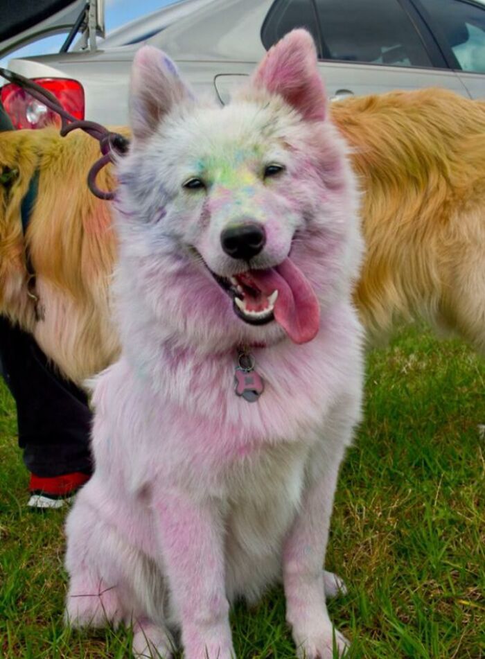 My Roommate Took Her Samoyed To A Color Run