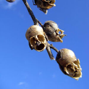 alexisbrissette avatar