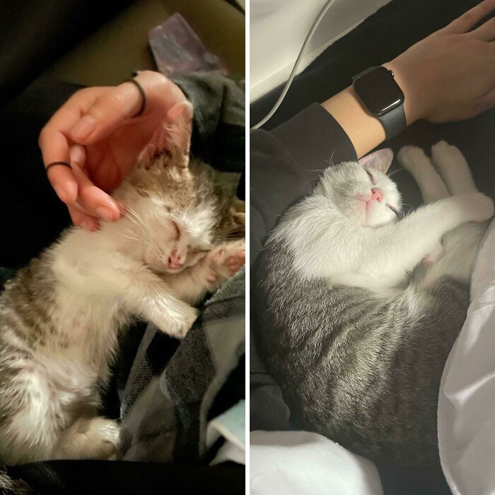 Found Him In A Parking Lot, He’s Sleeping A Lot More Comfortably Now