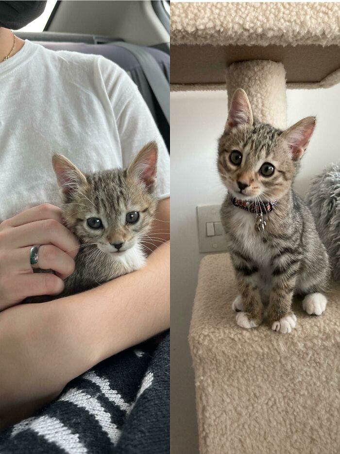 Gotcha Day June 14th // Just Yesterday! Baby Kahlua Is Literally Perfect For Us