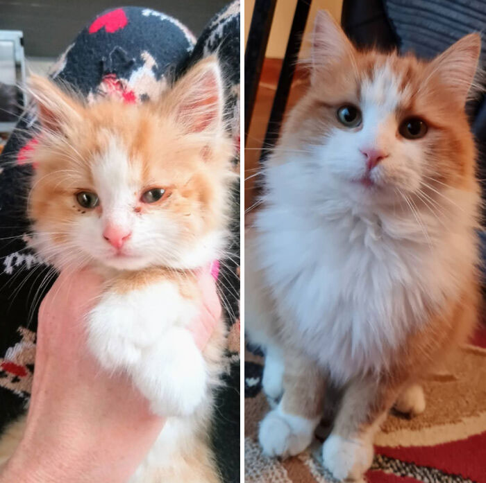Before N After From Kitten To Cat