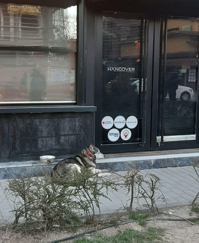 People Who Worked At This Cafe Used To Take Care Of This Stray Floof. During Lockdown Almost Every Shop Was Closed, Floof Still Waits For Them To Open