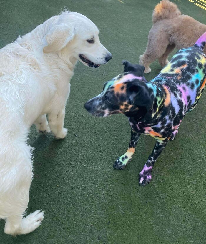 Daycare Sent A Picture Of My Dog And His Colorful Bestie