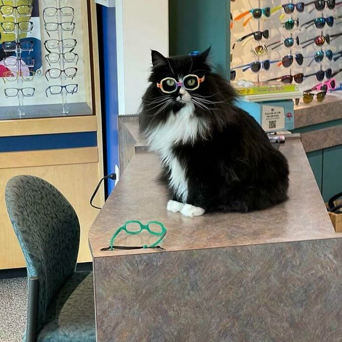 Este es Truffles y trabaja en un oftalmólogo infantil para ayudar a los niños a que se sientan mejor usando gafas