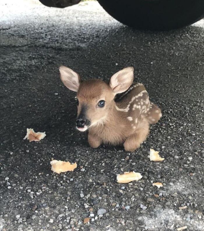 Baby Deer... So Tiny