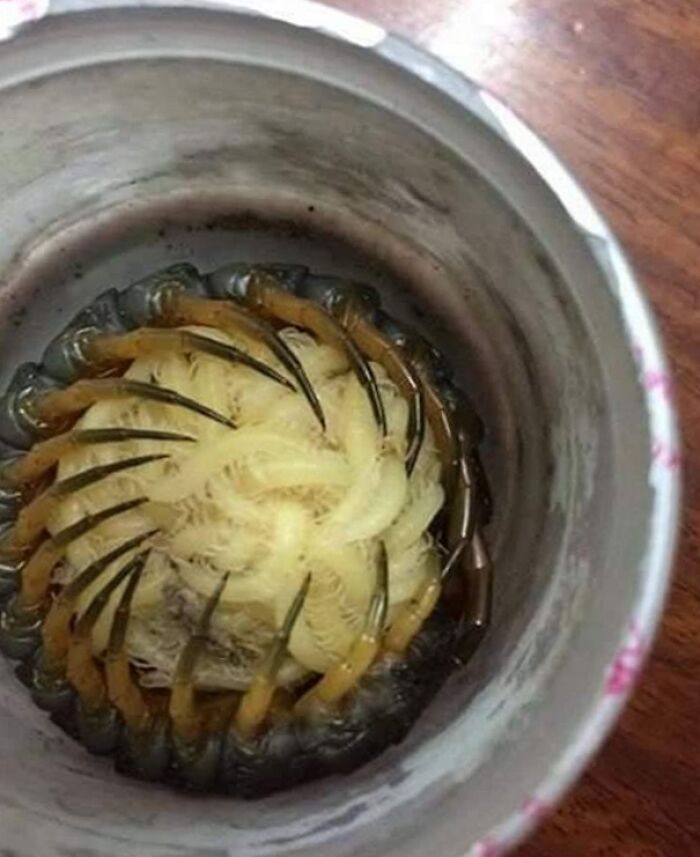A Mother Centipede Protecting Her Babies