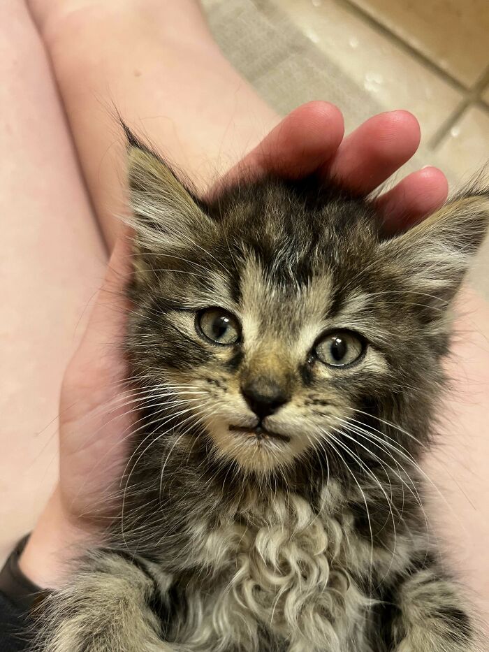 When Your Husband Finds A Stray Kitten.. Very Hard To Say No!