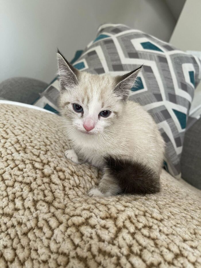 (Oc) Reddit, Meet Pearl. My Lil Street Kitty