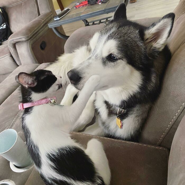 Got Our Husky A Kitten And They Are Smitten
