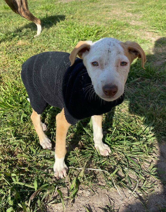 I Present To You Mireya. We Found Her A Week Ago In A Very Cold Ditch, We Adopted Her And We Made Her A Coat. I Love Her So Much. [oc]