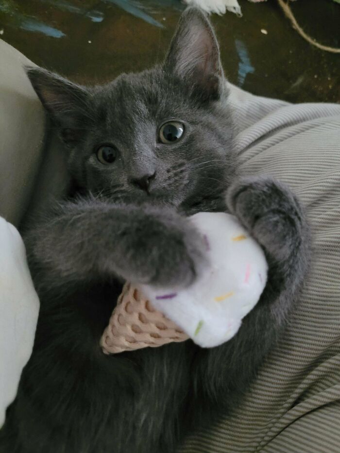 New Kitten And Her Ice Cream Toy
