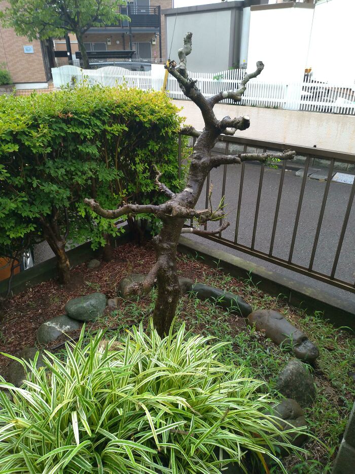 My Landlord Cut My 50-Year-Old Bonsai Too Short And Now It Won't Grow