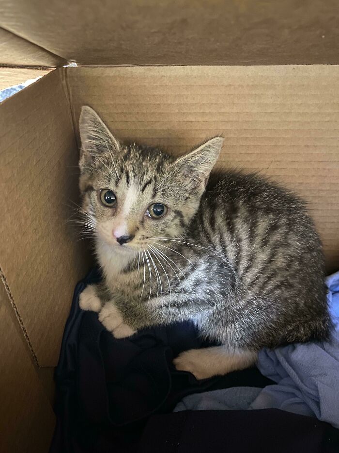 I’ve Been Trying To Rescue This Tiny Lady From Under A Broken Sidewalk For The Last Three Days. Today I Succeeded. Little Does She Know She’s About To Be Spoiled For Life