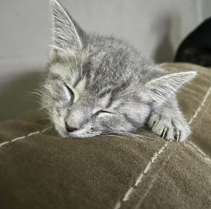 New Kitten’s First Nap In Her New Home!