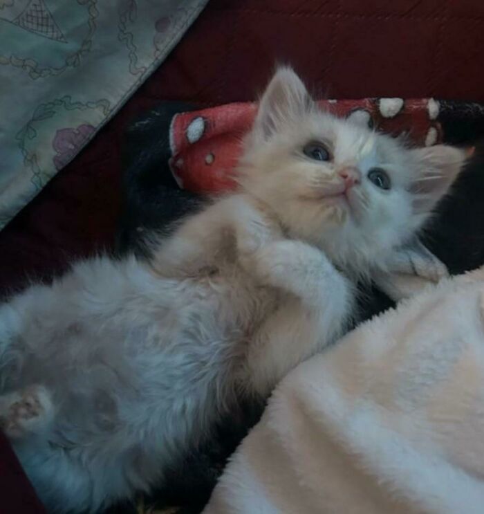 Just Reserved This Lil Guy As A Pal For My 1 Yr Old Cat Who Is Lonely, He Can Come Home W Us At The End Of The Month!
