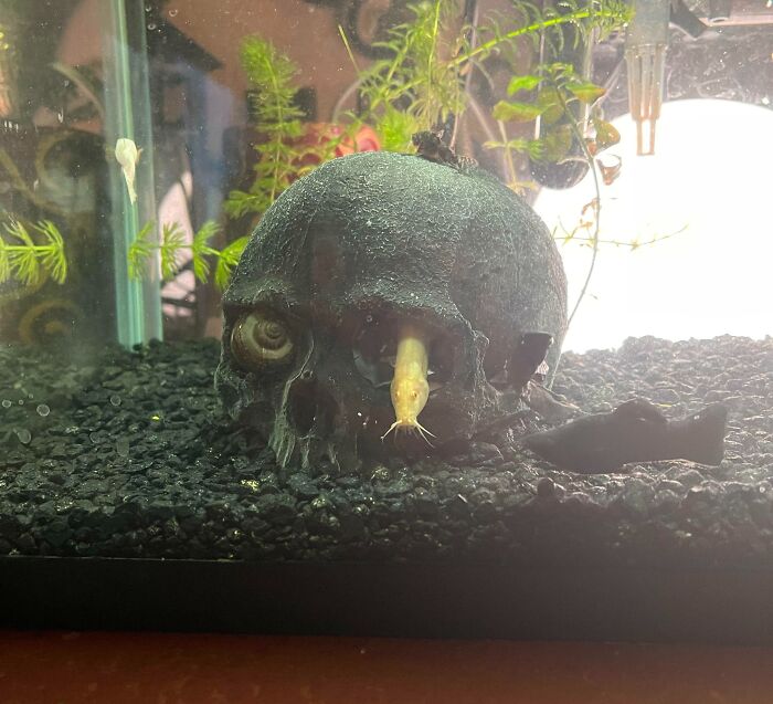 Fish swimming in the skull at the bottom of aquarium 