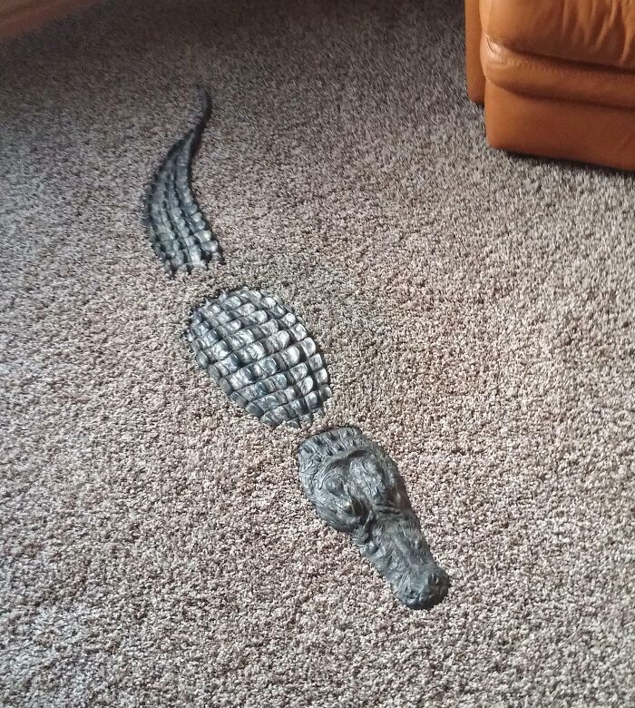 Alligator in the rug
