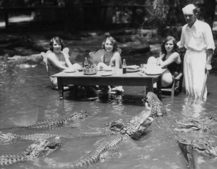 Hora del almuerzo en esta granja de aligators sin barreras. Florida, 1920 aprox.