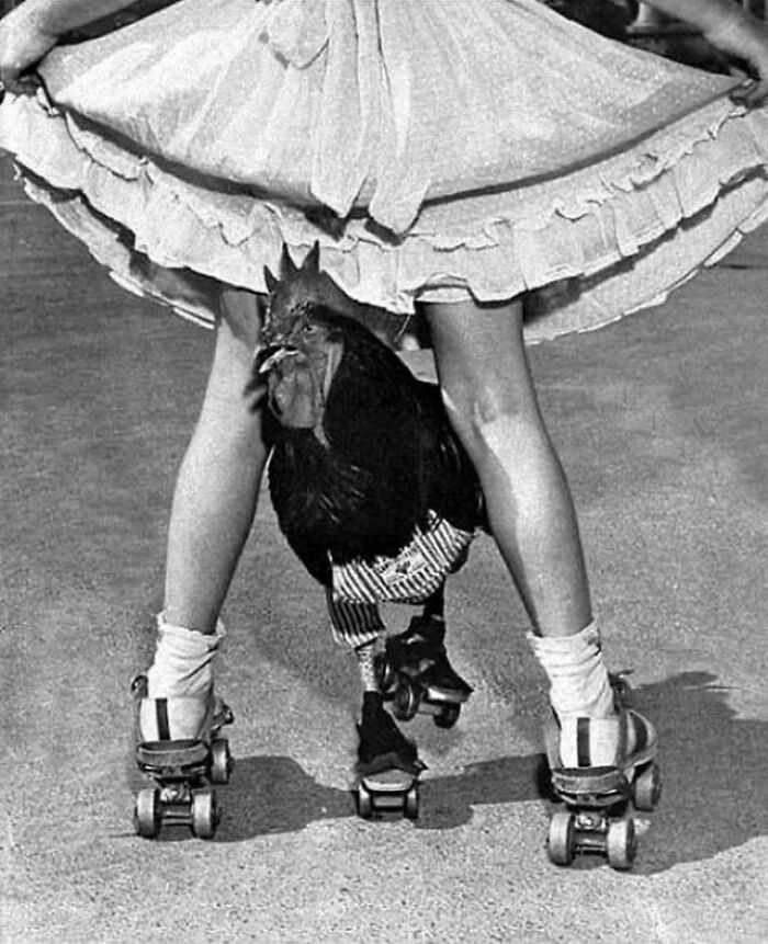Buster The Roller Skating Rooster, Los Angeles, 1957