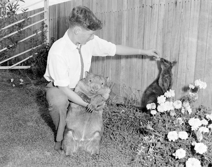 Peter Lockwood, 15, Of Downer, Canberra, At Home With His 16 Month Old Wombat Polly And His Fully Grown Black Swamp Wallaby Mr. Willoughby. 1964