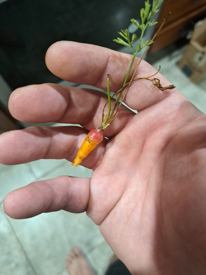The Entirety Of Last Seasons Carrots Harvest