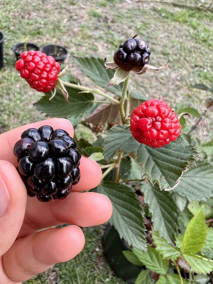 Harvested My First Blackberry Ever! It Was Too Tart After Having Turned Black For Only Two Days. How Long Should I Wait To Pick The Next Ones Once The Red Fades?