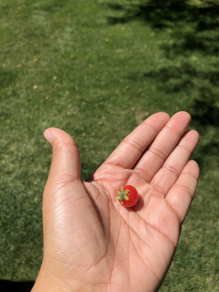 My Last Ripe Little Guy Until The Rest Start To Catch Up.thank You All Who Have Joined My Cherry Tomato Journey 