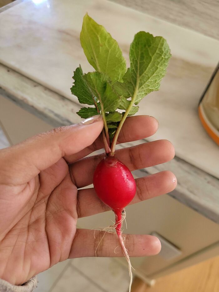 The Only Radish I've Ever Been Able To Actually Grow