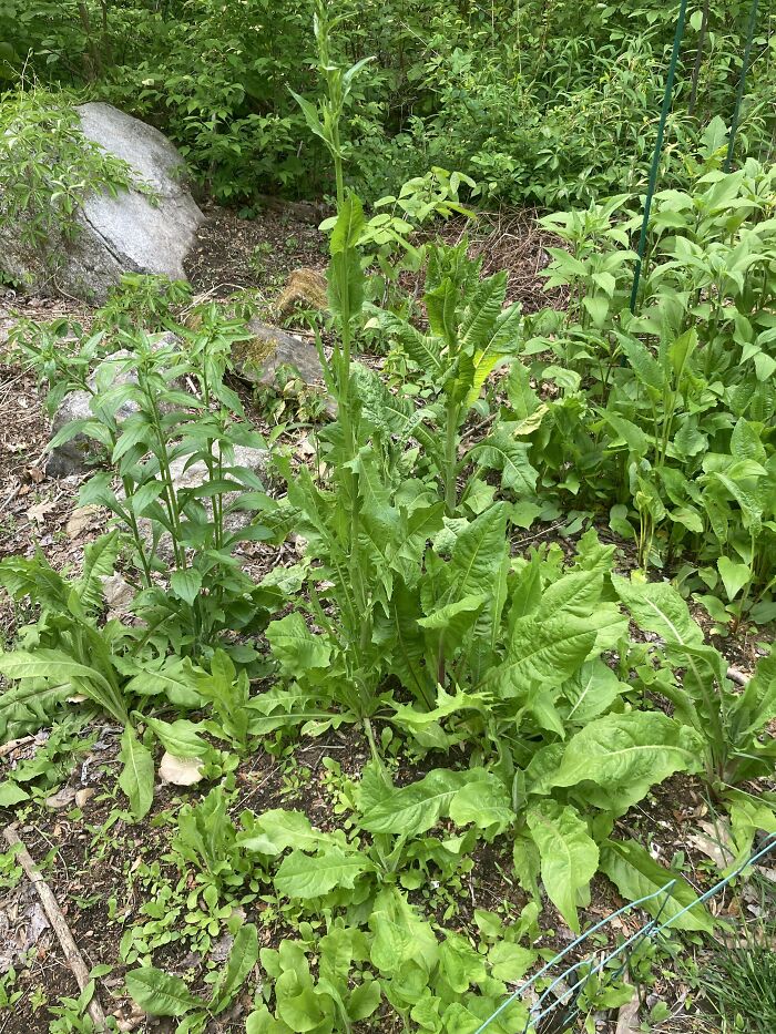 After 15 Months Of Carefully Tending To My Chicory Patch, I Have Come To Terms With The Fact That Most Of These Plants Are Not, In Fact, The Chicory I Planted