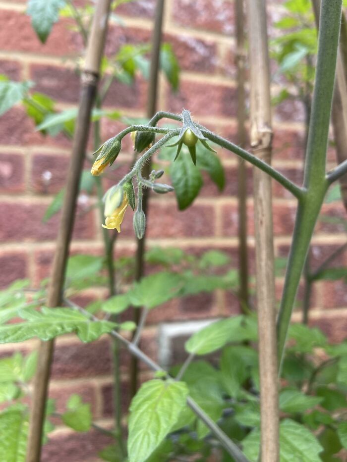 My First Ever Tomato!!