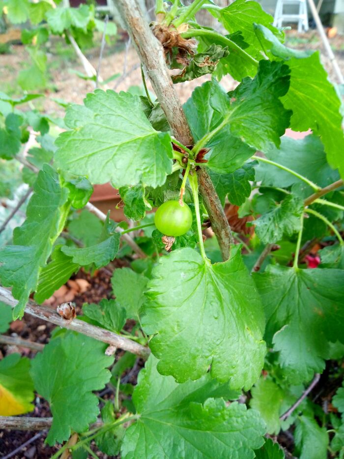 Looks Like I'll Be Getting A Currant This Year
