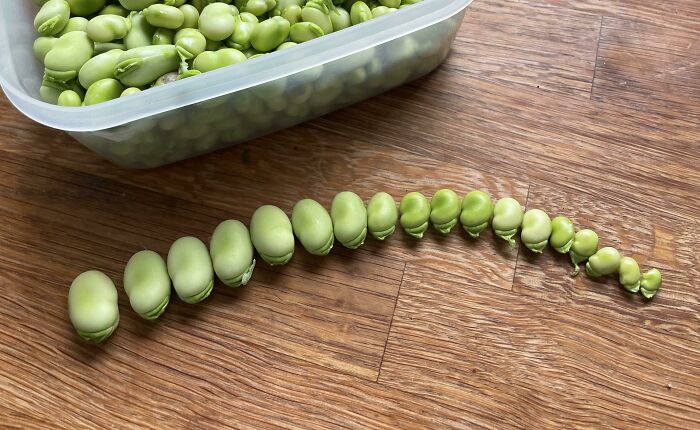 This Season, I Learned That The Biggest Secret To Yuge Sized Broad (Aka Fava) Beans Is… *gasp* Leave The Damn Plant Alone To Grow To Full Size