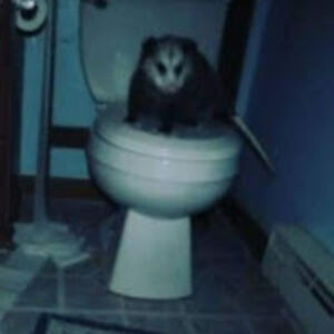 sophiemaceachern avatar