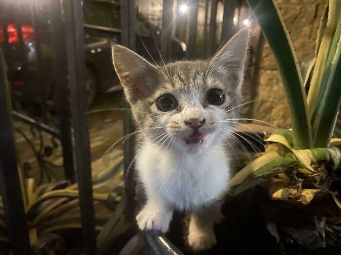 Encontré a este amiguito en un contenedor de basura hace unos días