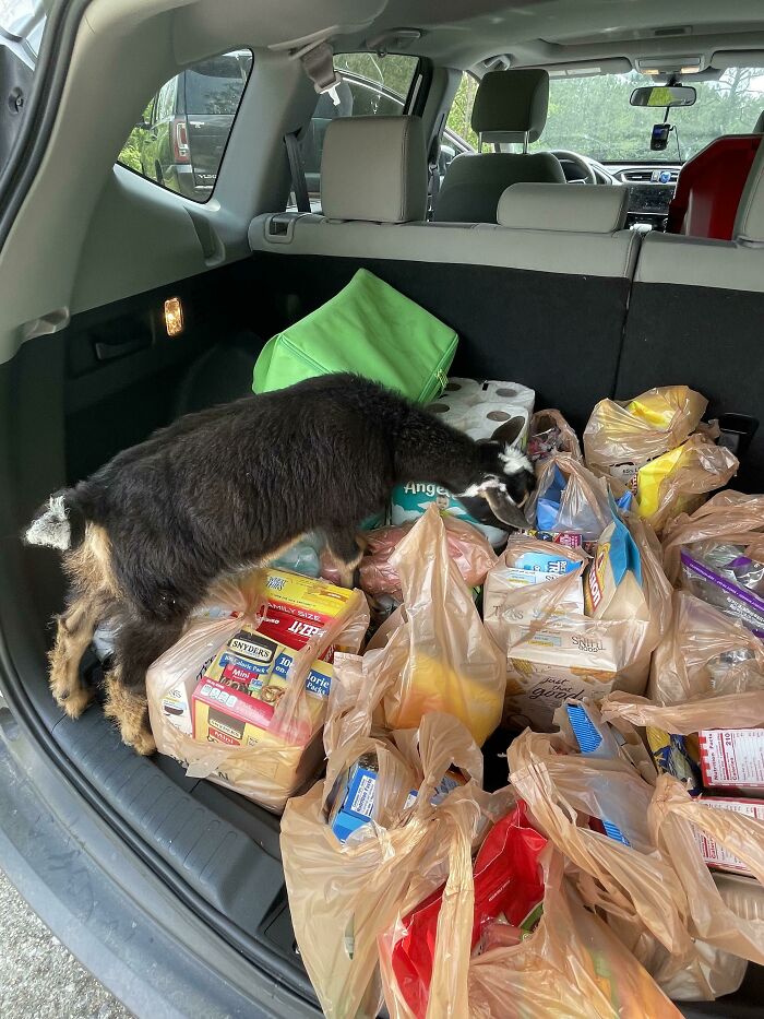 So I Had A First Today. Take The First Load To The Customer’s Door And Come Back For Another And There’s A Damn Goat In My Trunk Investigating Things 