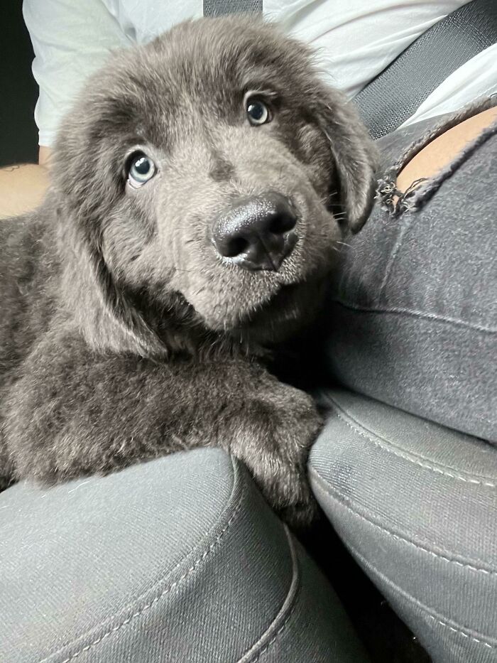 Picked Up A New Newfie For My Other Newfie. Everyone Meet Hank