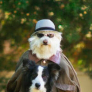 threedogsinatrenchcoat avatar